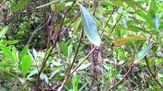 Oiseau vert de la Réunion [upl. by Hnim538]