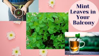 How to Grow Mint Leaves Easily in Your Balcony Garden [upl. by Hut913]