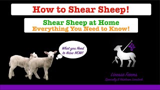 How to Shear Sheep 101 Equipment Setup and Full Instructions for Anyone New to Shearing [upl. by Haden]