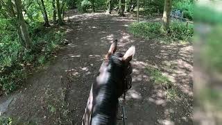 Kallie Horse  Lullingstone Country Park Bridleway on horseback in summer [upl. by Astraea]