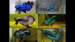 Wild betta Compilation of the most beautiful types by Franksbettas [upl. by Aleyam]