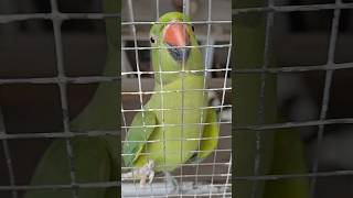 Ae dil hai mushkil clucksclub parrot greenparrot mittuparrot ringneckparrot female petsvlog [upl. by Adelia]