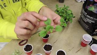 Propagating Plants with Runners or Stolons  Alsobia Dianthiflora [upl. by Flann]