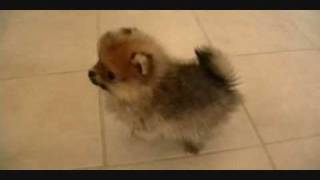 Pomeranian Puppieswmv [upl. by Evangelia]