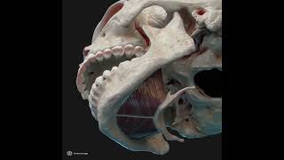 Action of mylohyoid muscle [upl. by Oicaroh838]