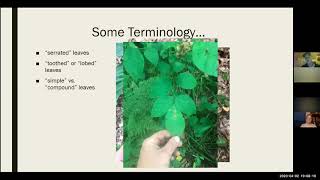 Identification of Common Vermont Trees With Ethan Tapper [upl. by Acinoryt555]