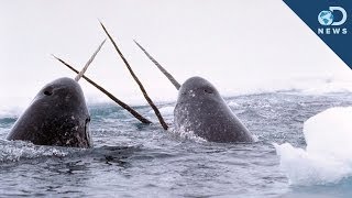 Amazing Facts About The Narwhal Tusk [upl. by Blondelle775]