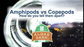 Amphipods vs Copepods [upl. by Ellenid762]