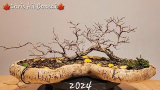 Bonsai Ulmus minor var Raft since 2021 [upl. by Eeldarb]