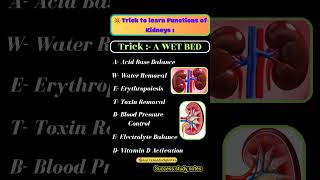 Structure and function of kidney class 12  Functions of kidney  Function of kidney class 12shorts [upl. by Suvart]
