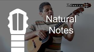 Natural Notes  Venezuelan Cuatro [upl. by Eelirak639]