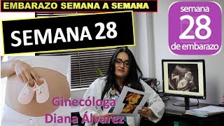 SEMANA 28 EMBARAZO SEMANA A SEMANA POR GINECOLOGA DIANA ALVAREZ [upl. by Arlin225]