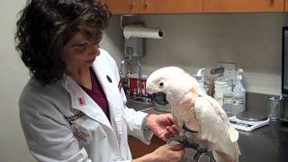 Dr Laurie Hess Examines a 58yearold Moluccan Cockatoo [upl. by Down538]