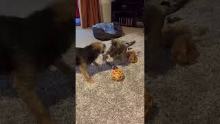 Border Terrier puppy Mali is taught to wrestle by mummy Dusty [upl. by Felton]