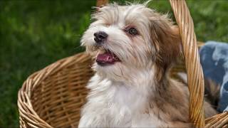 Havanese Dog Breed Information  Havanese Facts [upl. by Eilram]