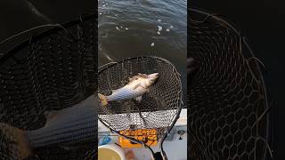 Striped Bass Fishing with Live Croakers [upl. by Noyart259]