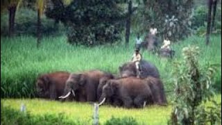 fulpati bhakera manakamana aayo bandipur [upl. by Zamir]