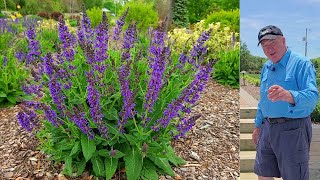 EASY Tips To Get The BEST From Perennial Meadow Sages  Salvia May Night amp Blue Hill [upl. by Hafeetal]