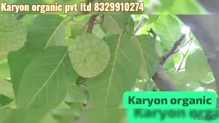 Karyon organic pvt ltd गोल्डन सिताफळ केरण टेक्नॉलॉजी वापरून सेटिंग जबरदस्त8329910274 [upl. by Vivie373]