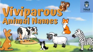 Viviparous Animal Names  Easy amp Fun English Learning  Flashcard  Tole Classroom [upl. by Zared967]