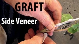 Grafting Fruit Trees  How to Do a Side Veneer Graft [upl. by Yatnoed]