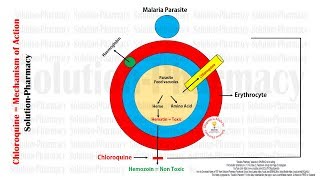 Antimalarial Drugs  Chloroquine Mechanism of Action With Animation  Chloroquine MOA in Malaria [upl. by Adnav]