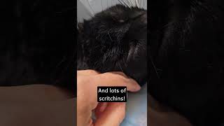 Promise the Black Cat Reovers From Leg Amputation with Churus and Lots of Scritchins Fibrosarcoma [upl. by Adriell]