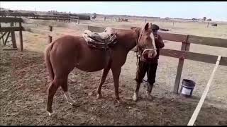 Domadores de Caballos Cria Polo Argentino PROCESO COMPLETO “Domando en La Pampa” [upl. by Cosme462]