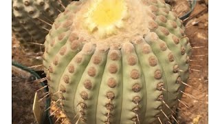 Copiapoa Cinerea columnaalba rare cactus seeds sowing Bought from Mesa Garden [upl. by Ennaesor]