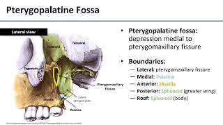 Pterygopalatine Fossa [upl. by Justis15]