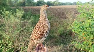 Best female teetar awaz  Francolin female calling  Mada teetar sound video [upl. by Johnette327]