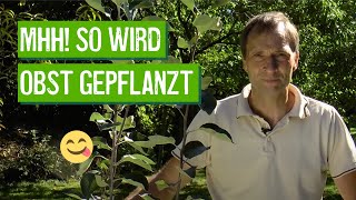 Obstgehölze richtig pflanzen  Der Grüne Tipp kompakt [upl. by Namyac]