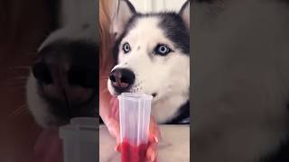 Amazing recipe for husky popsicle [upl. by Georgetta]