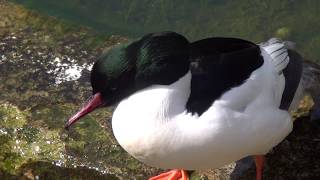 Goosander Common Merganser [upl. by Ahsihat]