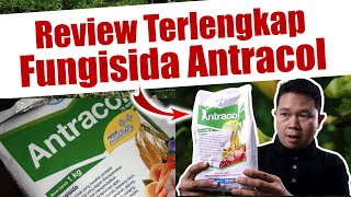 Jangan Salah Beli Ini Kelebihan dan Kekurangan Fungisida Antracol  Propineb  Kontak  Pestisida [upl. by Yhtomot286]