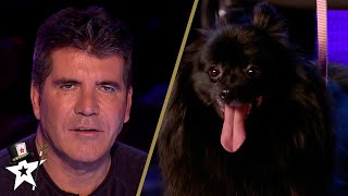 Simon Cowell Gets HYPNOTISED by a DOG on Britains Got TalentOr Does He [upl. by Goldia]