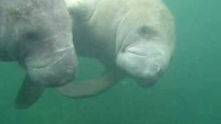 Swimming with Manatees [upl. by Nhtanhoj]