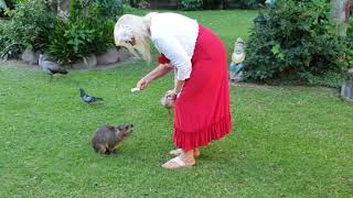 Dassie is very gentle but teeth very sharp [upl. by Asiruam]