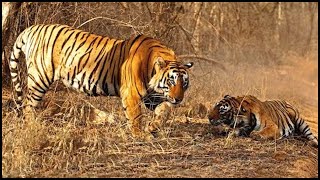 Tigers In Africa Two Tigers Sent To Africa And Kill A Truckload Of Antelopes Every Day [upl. by Haisej719]