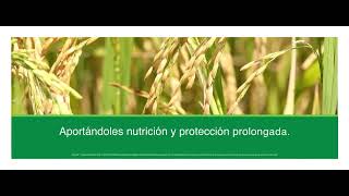 Agro Bayer  Antracol® [upl. by Alessig]