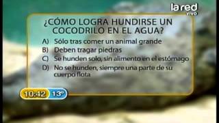 ¿Cómo logra hundirse el cocodrilo en el agua [upl. by Elison416]