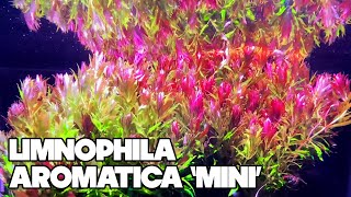 Limnophila Aromatica Mini  30 Gallon Planted Tank [upl. by Aivatnahs]