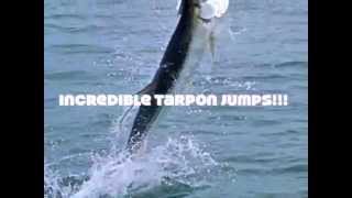 Tarpon JUMPS [upl. by Ahsiemac59]