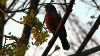 Robin calling mate [upl. by Normandy862]