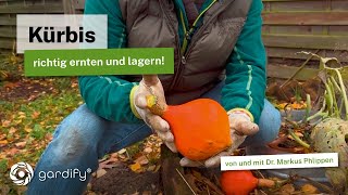 Kürbisse richtig ernten Reifezeichen Erntetipps amp Lagerung für Monate [upl. by Ruttger]