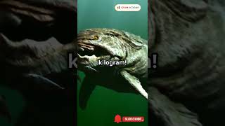 Megalodon Masih Hidup Fakta atau Mitos 🧐 MisteriMegalodon faktaunik hewan fakta shark [upl. by Eidualc]