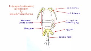 Copepoda zooplankton identification [upl. by Furr]