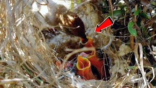 Tailor bird putting her full beak in babies mouth BirdPlusAnimals [upl. by Nereus]