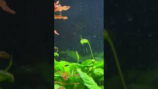 Pearling is so fascinating 😊🐟🌱 fishtok fish fishtank reels shorts plantedtank [upl. by Aehtna]