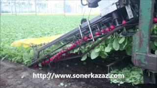 HARVESTING RADISHES FINDIK TURPU HASADI [upl. by Aronid]